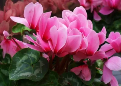 Vivero El Casar