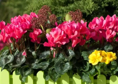 Vivero El Casar
