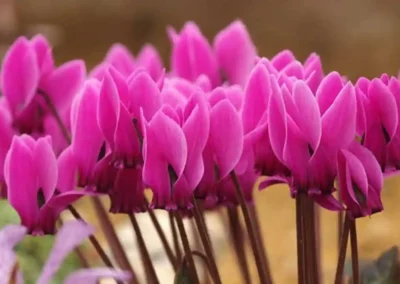 Vivero El Casar
