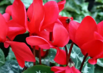 Vivero El Casar