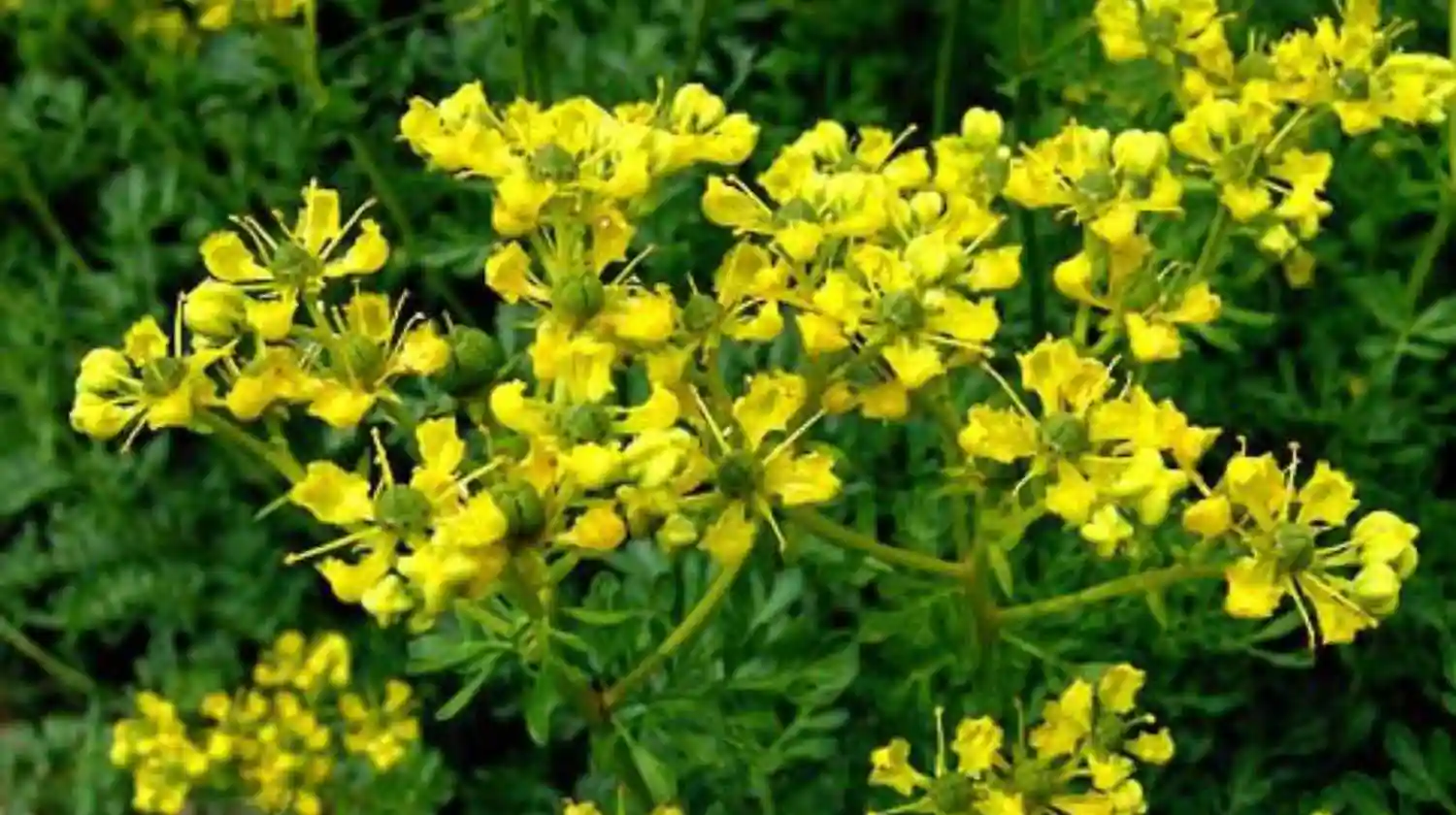 Vivero El Casar