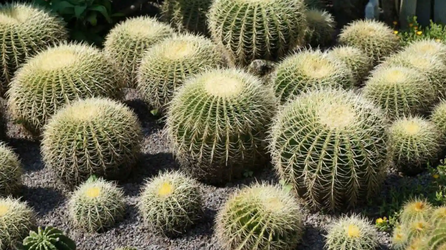 Vivero El Casar