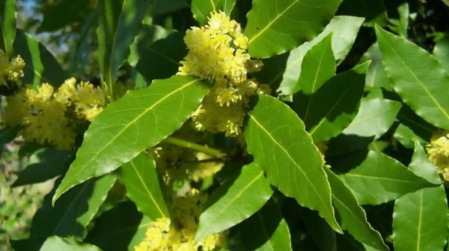 Vivero El Casar