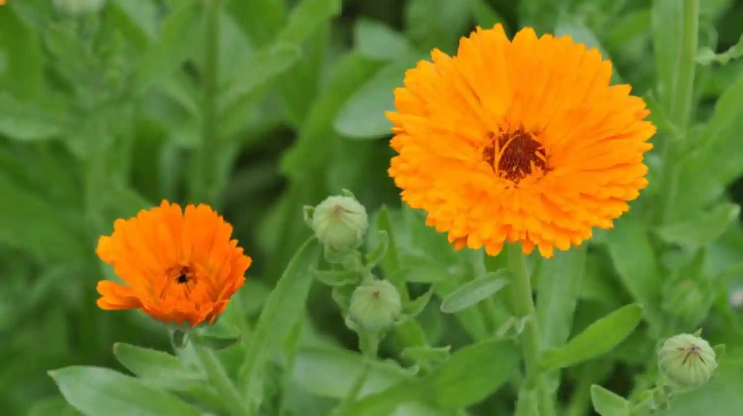 Vivero El Casar