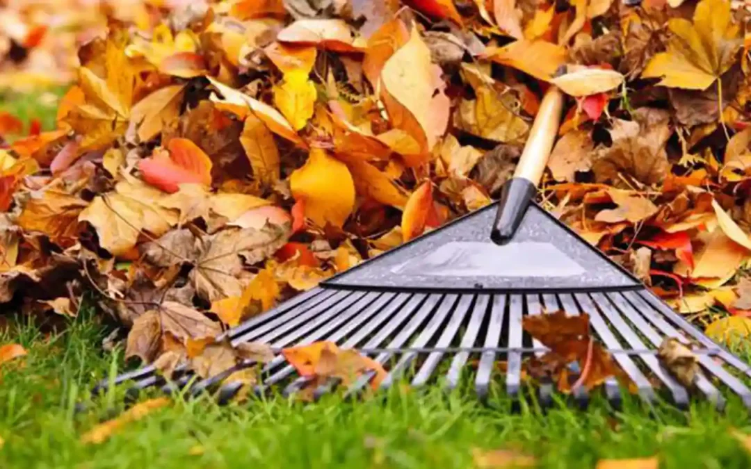 Tu Césped en Otoño