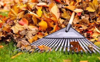 Tu Césped en Otoño