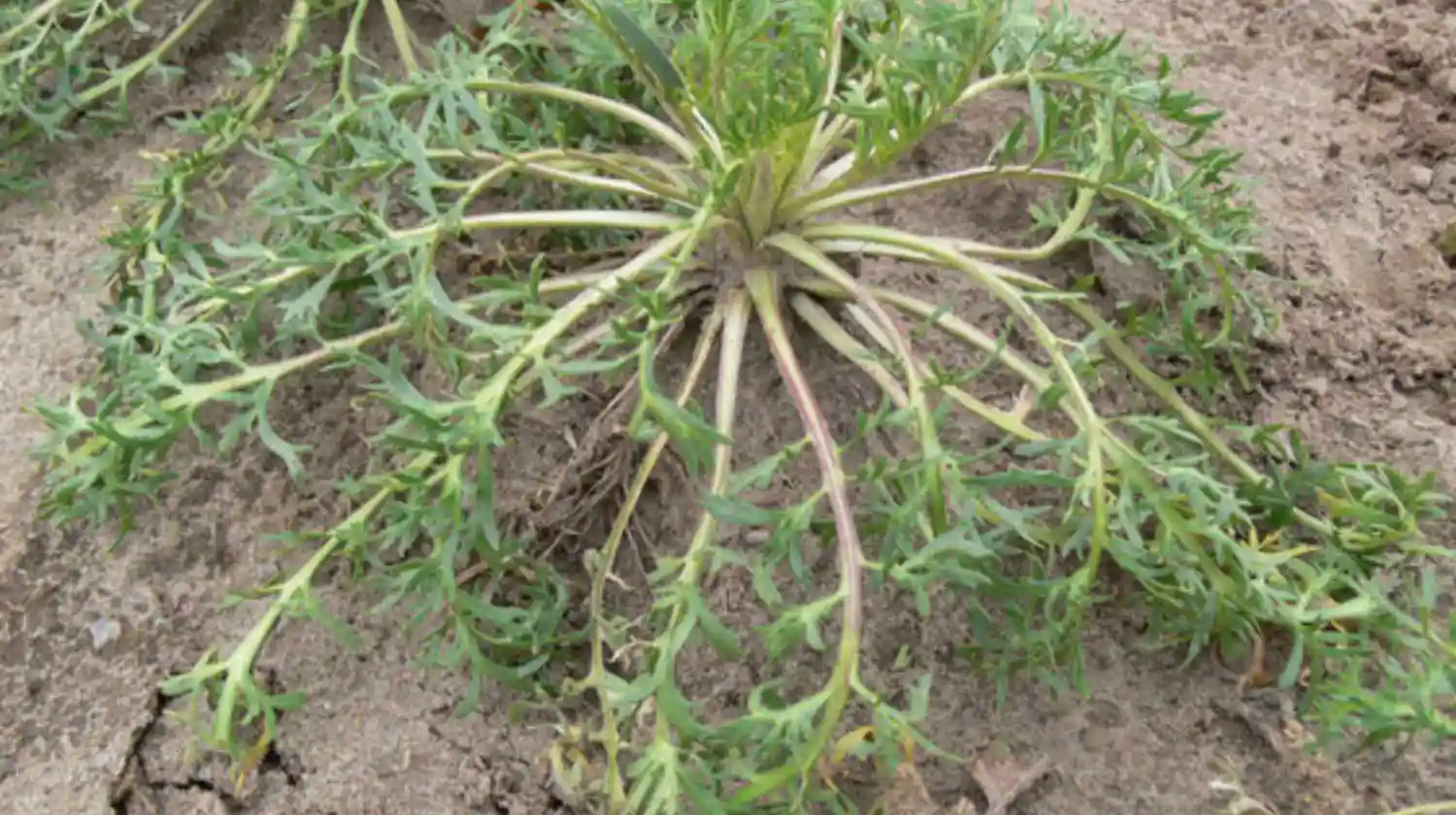 Vivero El Casar