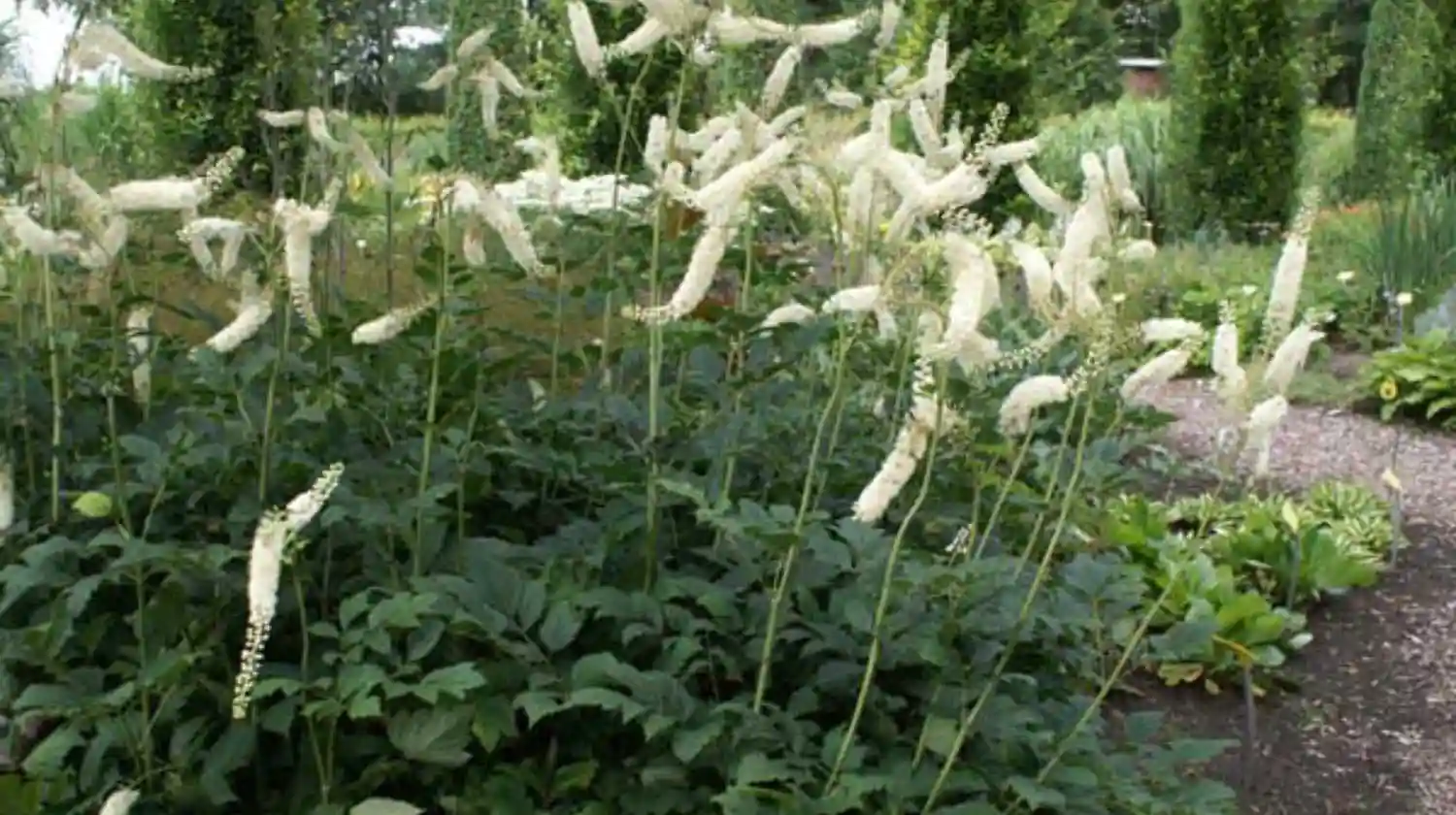 Vivero El Casar