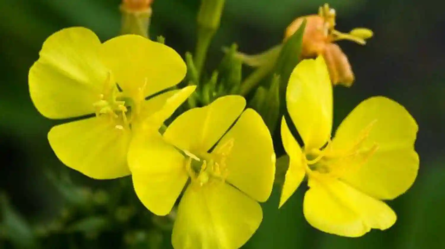 Vivero El Casar
