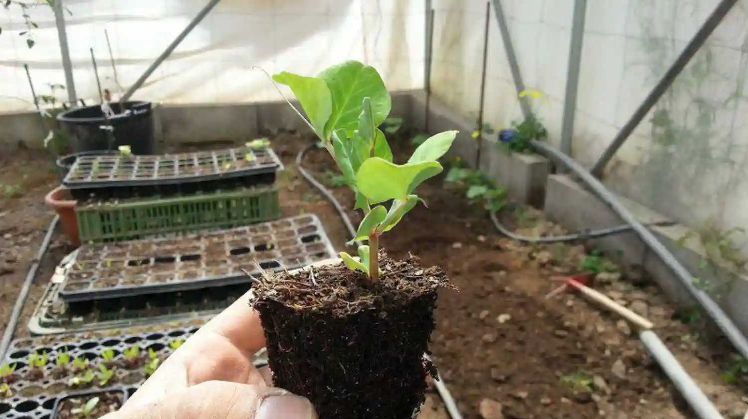 Vivero El Casar