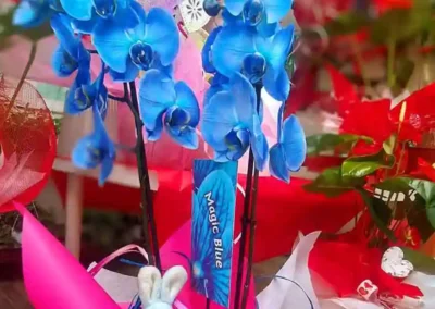 Vivero El Casar