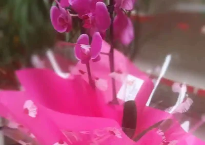 Vivero El Casar