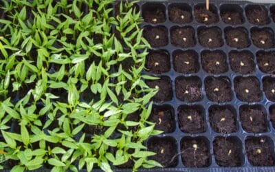 Construye tu Semillero