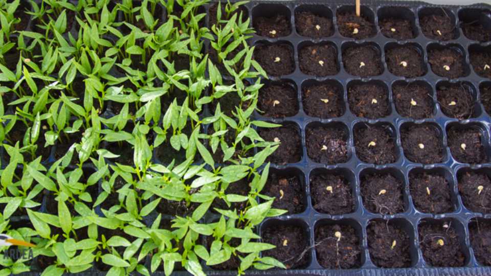 Construye tu Semillero