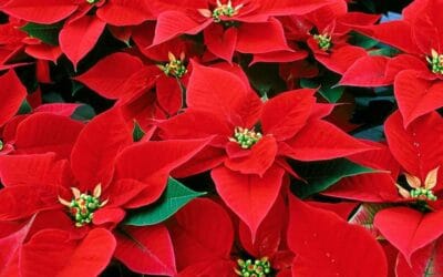 Cuida tu Flor de Pascua