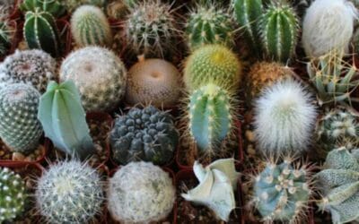 El Cuidado de los Cactus