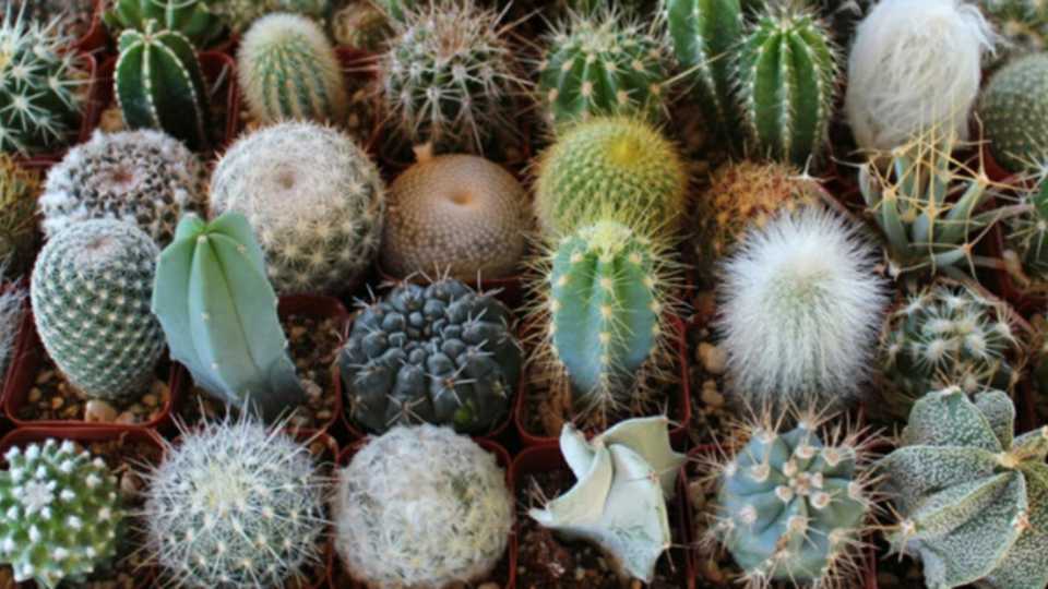El Cuidado de los Cactus