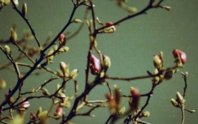 El Jardín en Febrero
