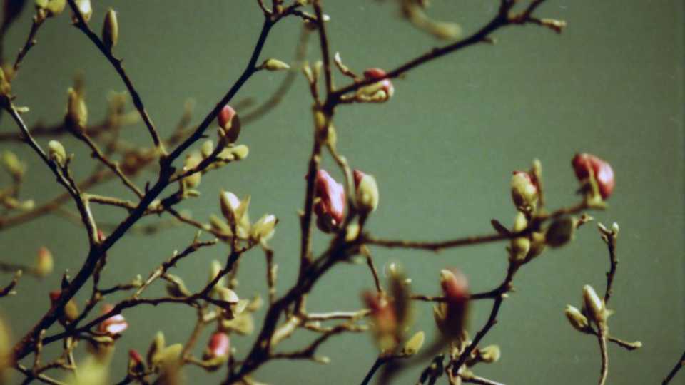 El Jardín en Febrero