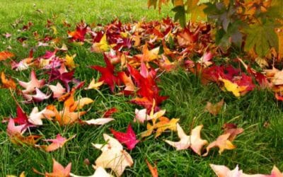 El Jardín en Noviembre