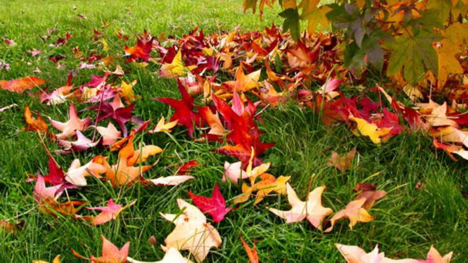 El Jardín en Noviembre