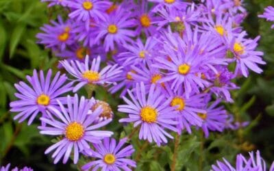 El Jardín en Septiembre