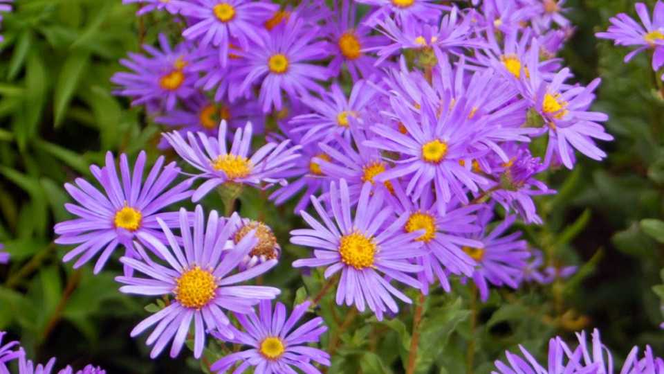 El Jardín en Septiembre