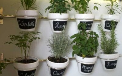 Huerto de Plantas Aromáticas