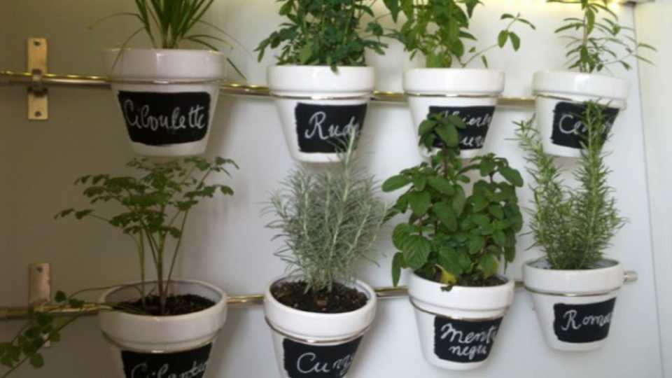 Huerto de Plantas Aromáticas