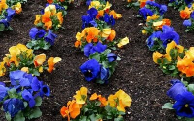 La Flor del Recuerdo