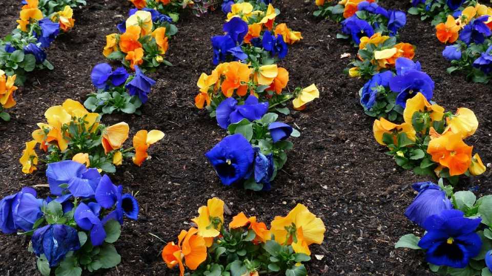 La Flor del Recuerdo
