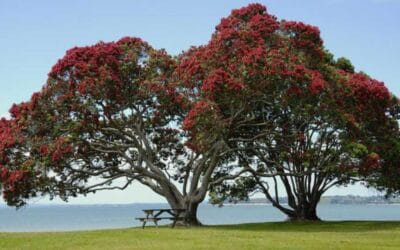 La Importancia de los Árboles