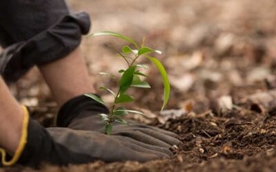 Plantando Árboles y Arbustos