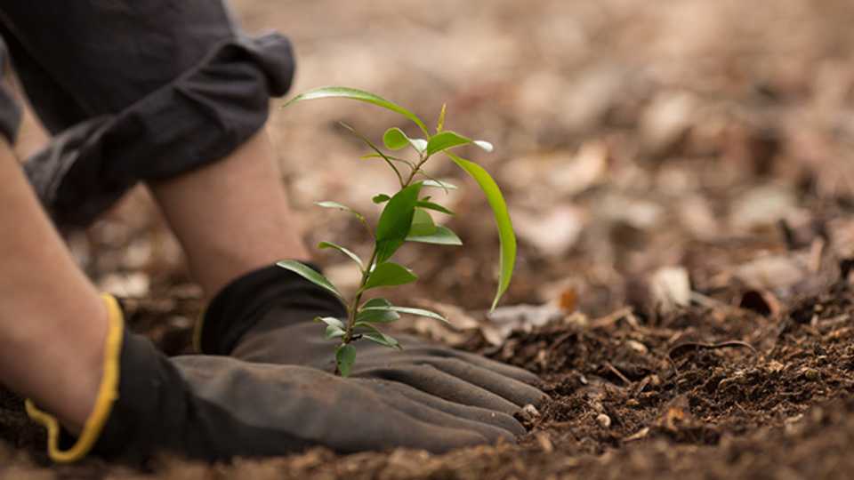 Plantando Árboles y Arbustos