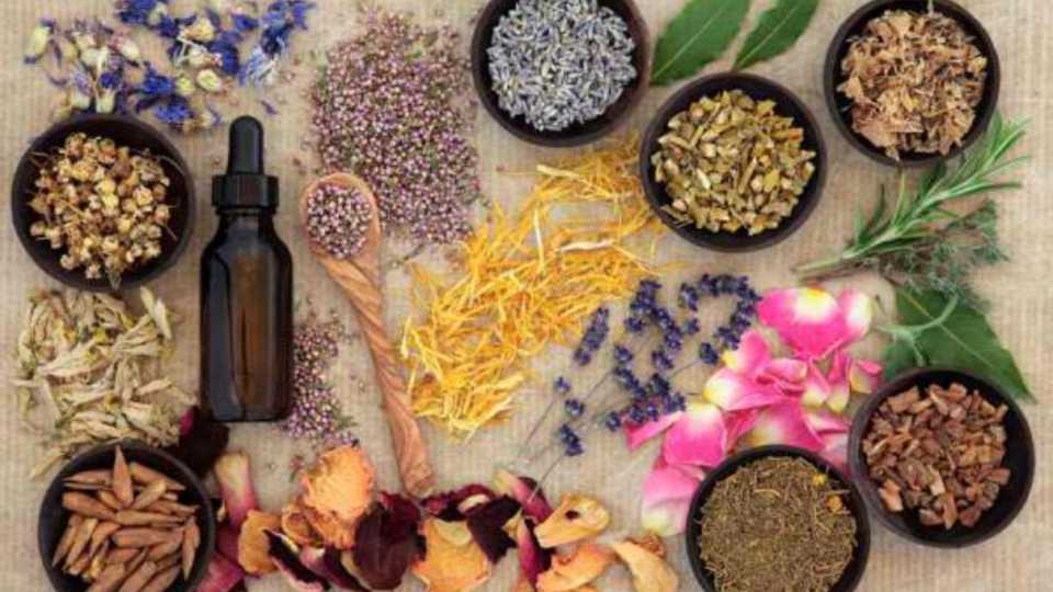 Plantas Antimenopausia