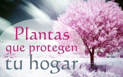 Protege tu Hogar con Plantas