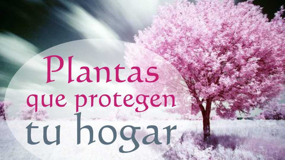 Protege tu Hogar con Plantas