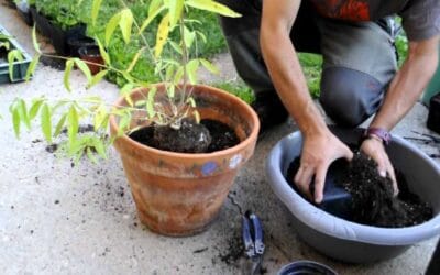 Te voy a Transplantar