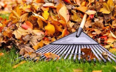 Tu Césped en Otoño