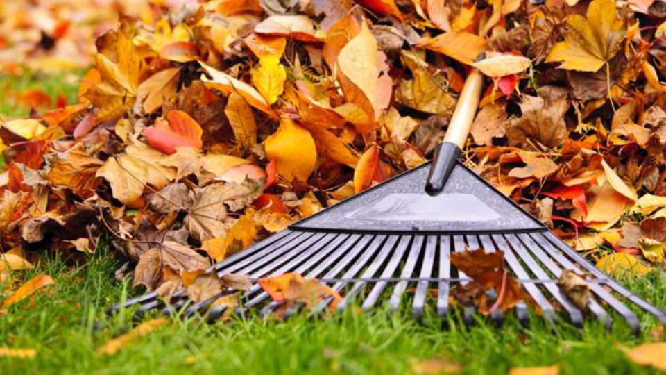 Tu Césped en Otoño